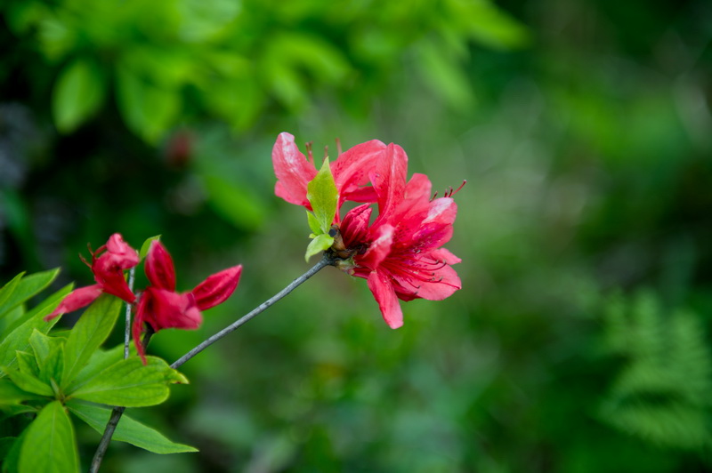 DSC_5517-1.jpg