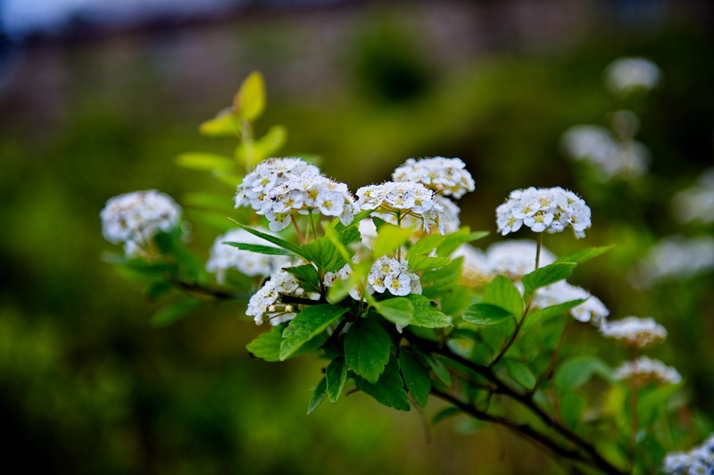 DSC_5526-1.jpg