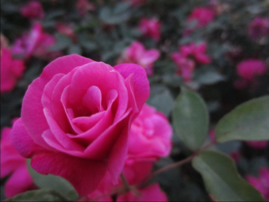傍晚的花.jpg