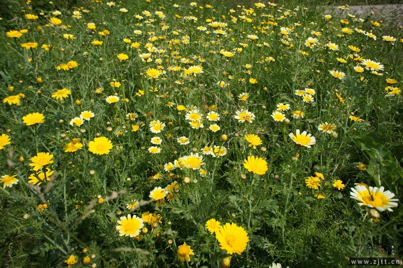 DSC00135_缩小大小.jpg