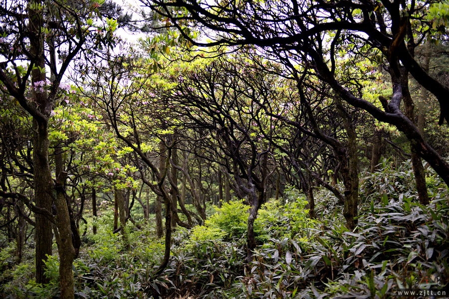 DSC_5568_缩小大小.jpg