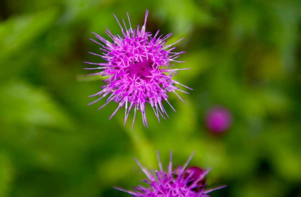 DSC_5854-1.jpg