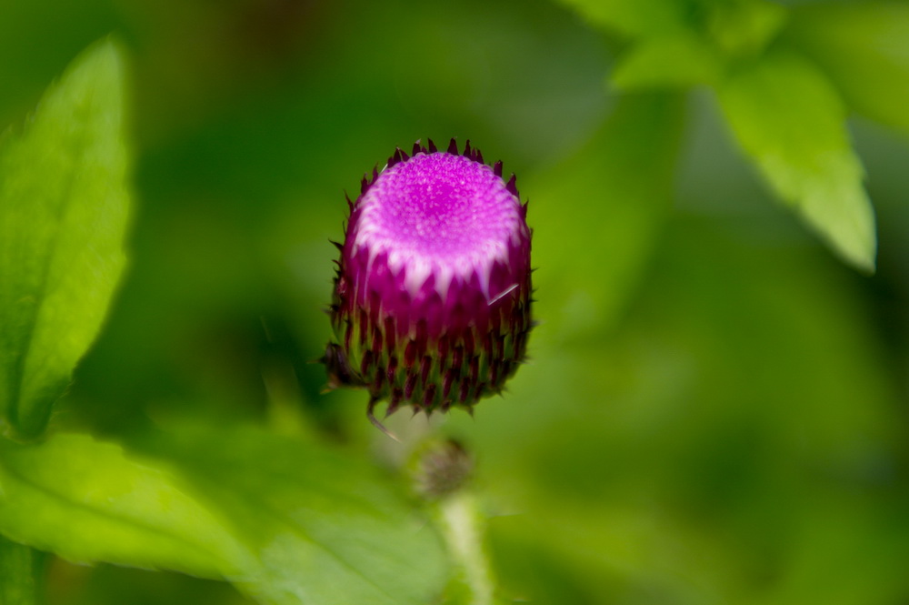 DSC_5856-1.jpg