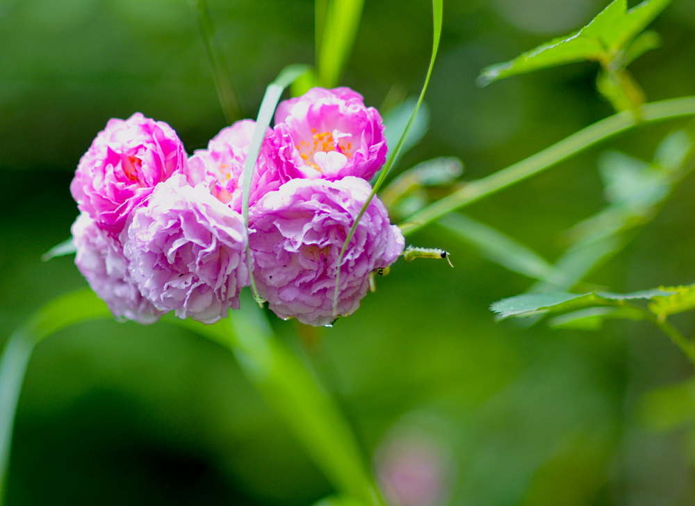 DSC_5902-1.jpg