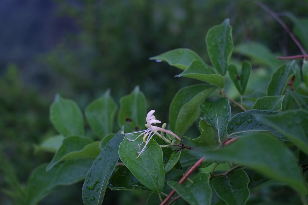 DSCF0131.jpg