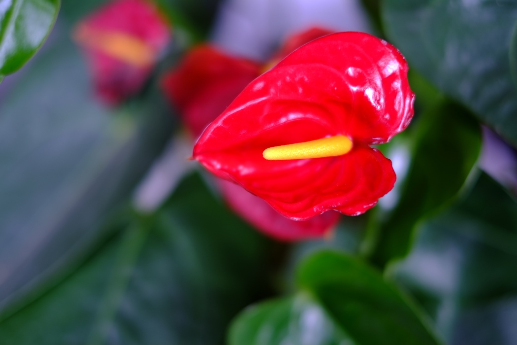 DSCF0193.jpg