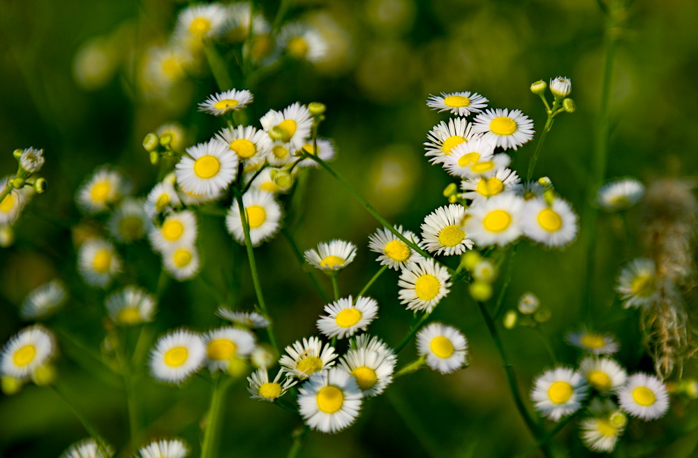 DSC_6981-1.jpg