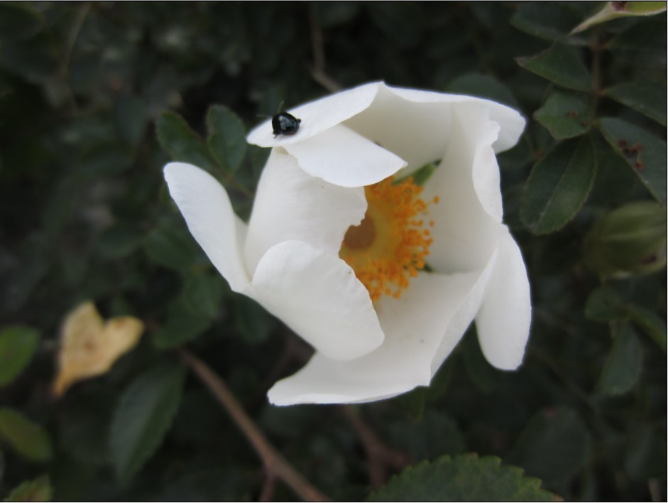 花.jpg