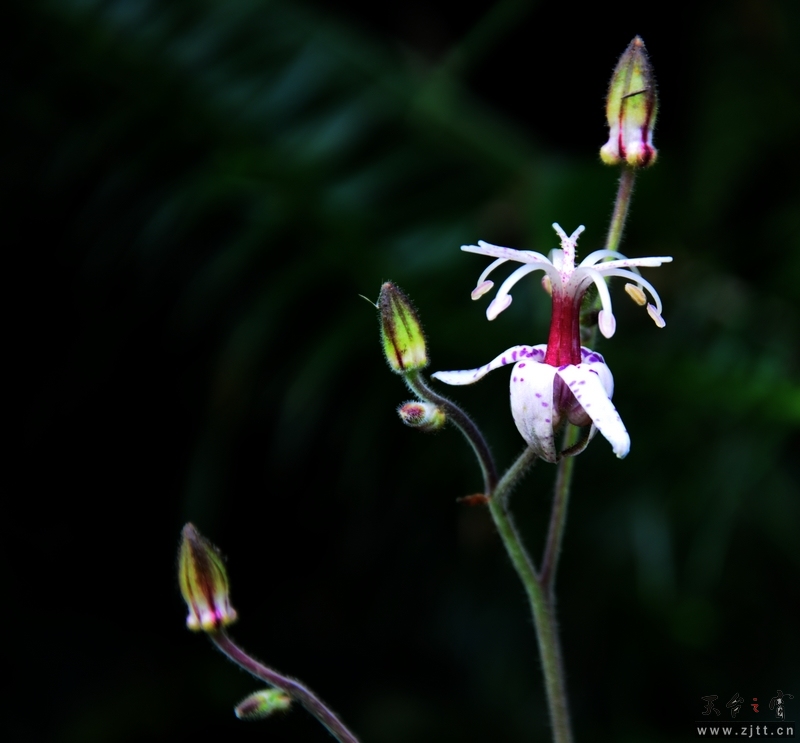 DSC_0233.jpg