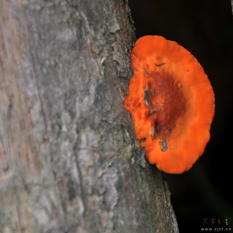 DSC_0246.jpg
