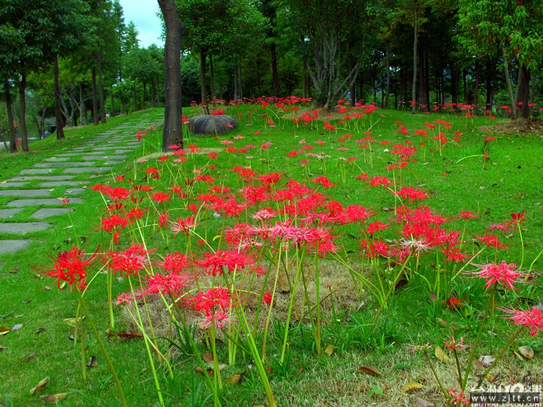 曼珠沙花.jpg