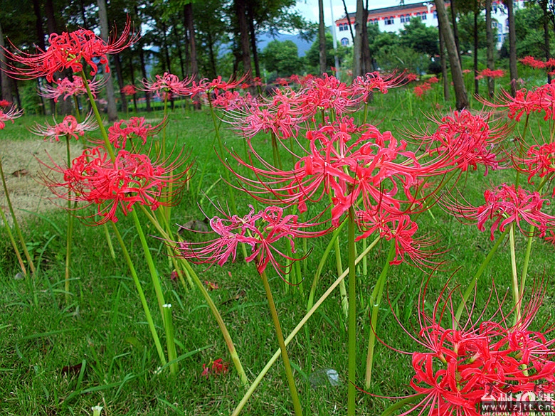 曼珠沙花1.jpg