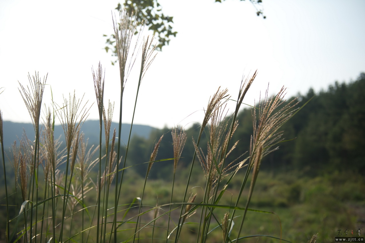 DSC_2729_缩小大小.jpg