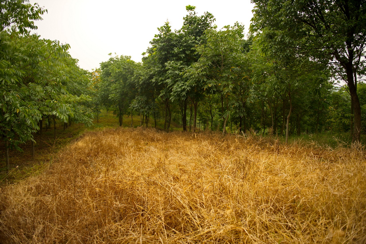 DSC_3056_缩小大小.jpg