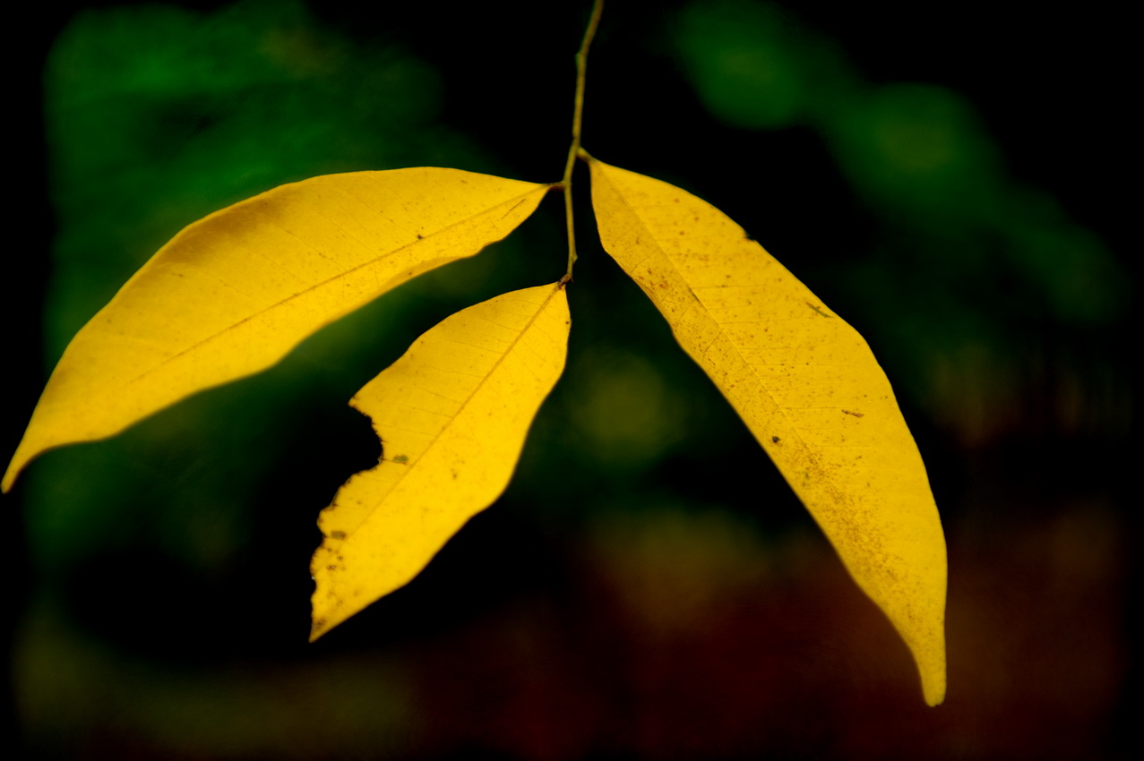 DSC_3064_缩小大小.jpg