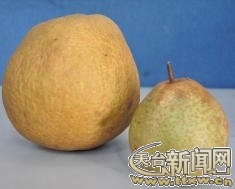梨王.jpg