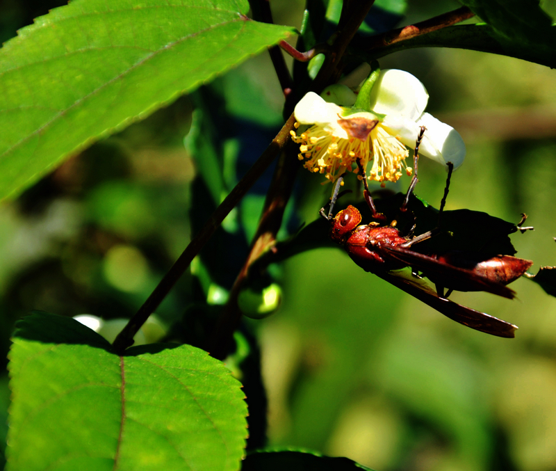 DSC_0118.jpg2.jpg