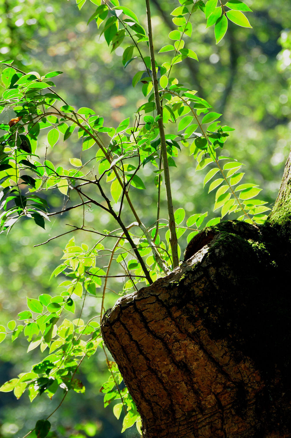 DSC_0075.jpg