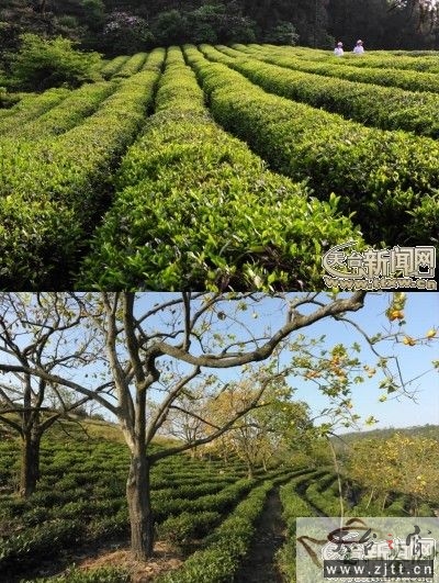 云雾茶1.jpg