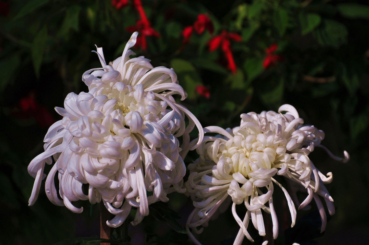 DSC_0457.jpg