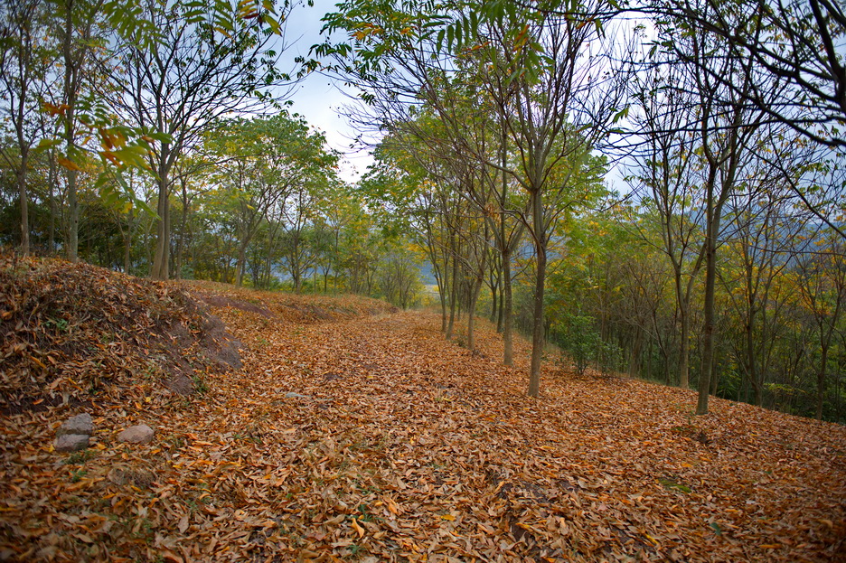DSC_4125_缩小大小.jpg