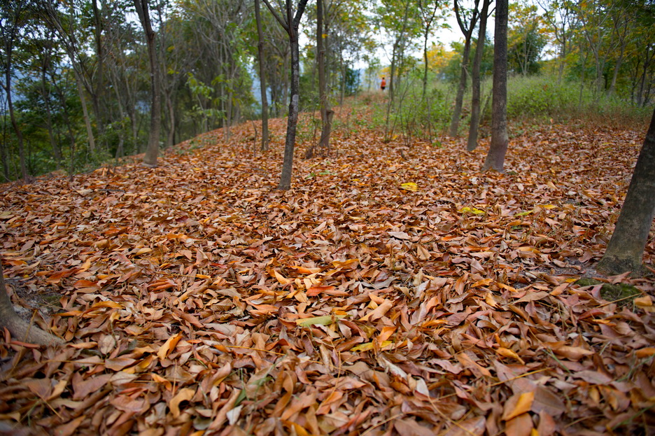 DSC_4074_缩小大小.jpg