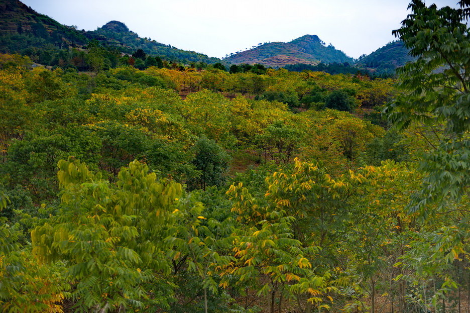 DSC_4141_缩小大小.jpg
