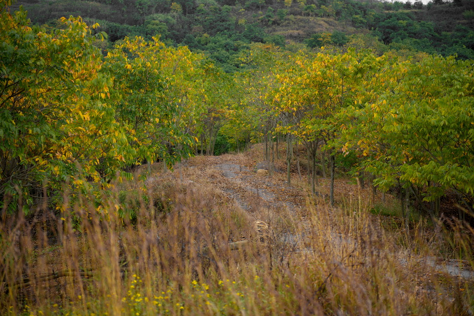 DSC_4133_缩小大小.jpg