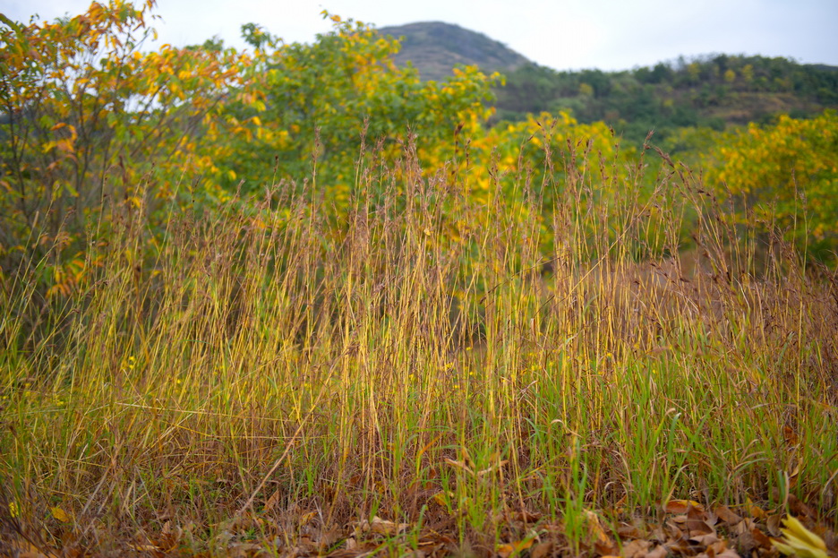 DSC_4137_缩小大小.jpg