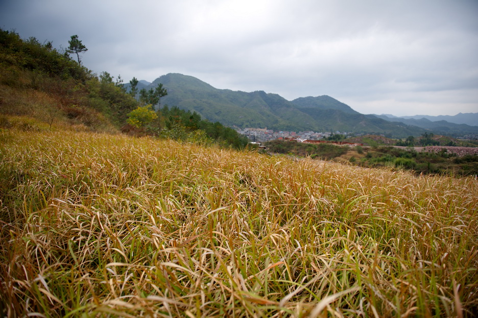 DSC_4040_缩小大小.jpg
