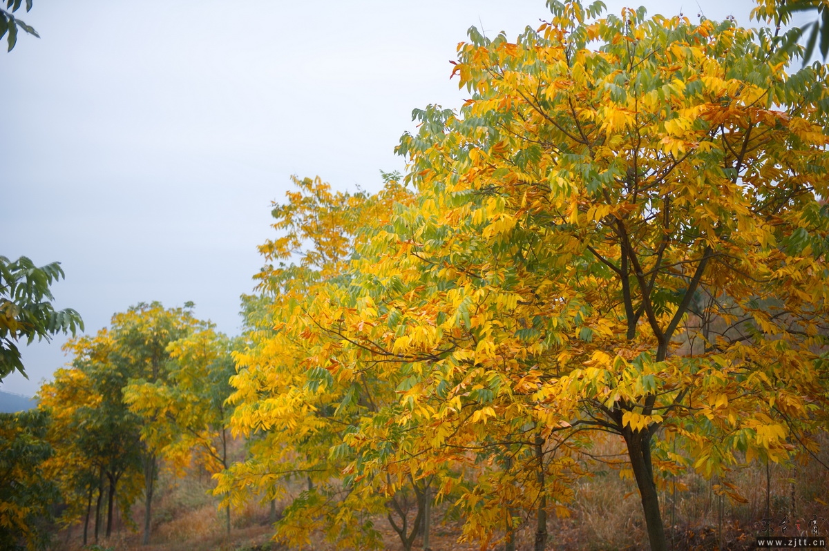 DSC_4404-1.jpg