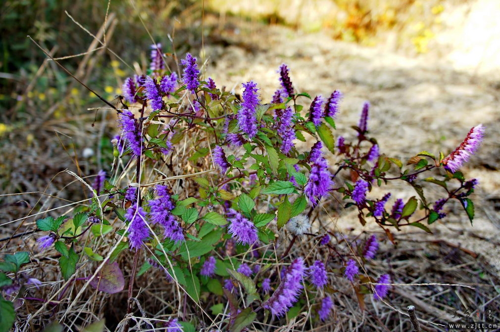 DSC02030_缩小大小.jpg