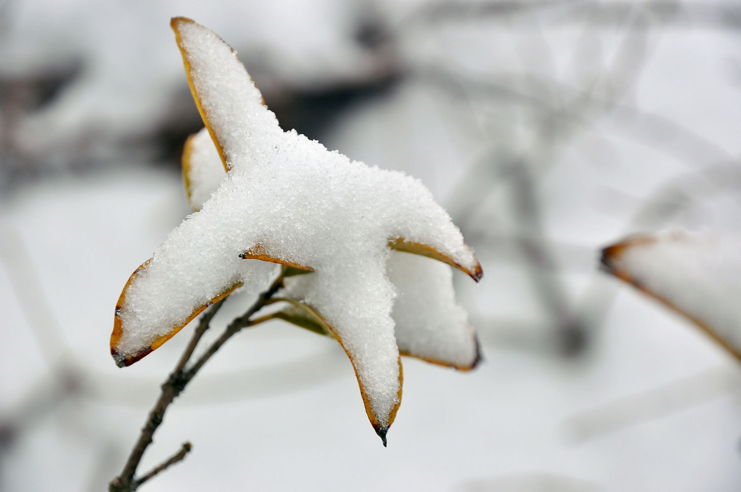 DSC_2250.jpg