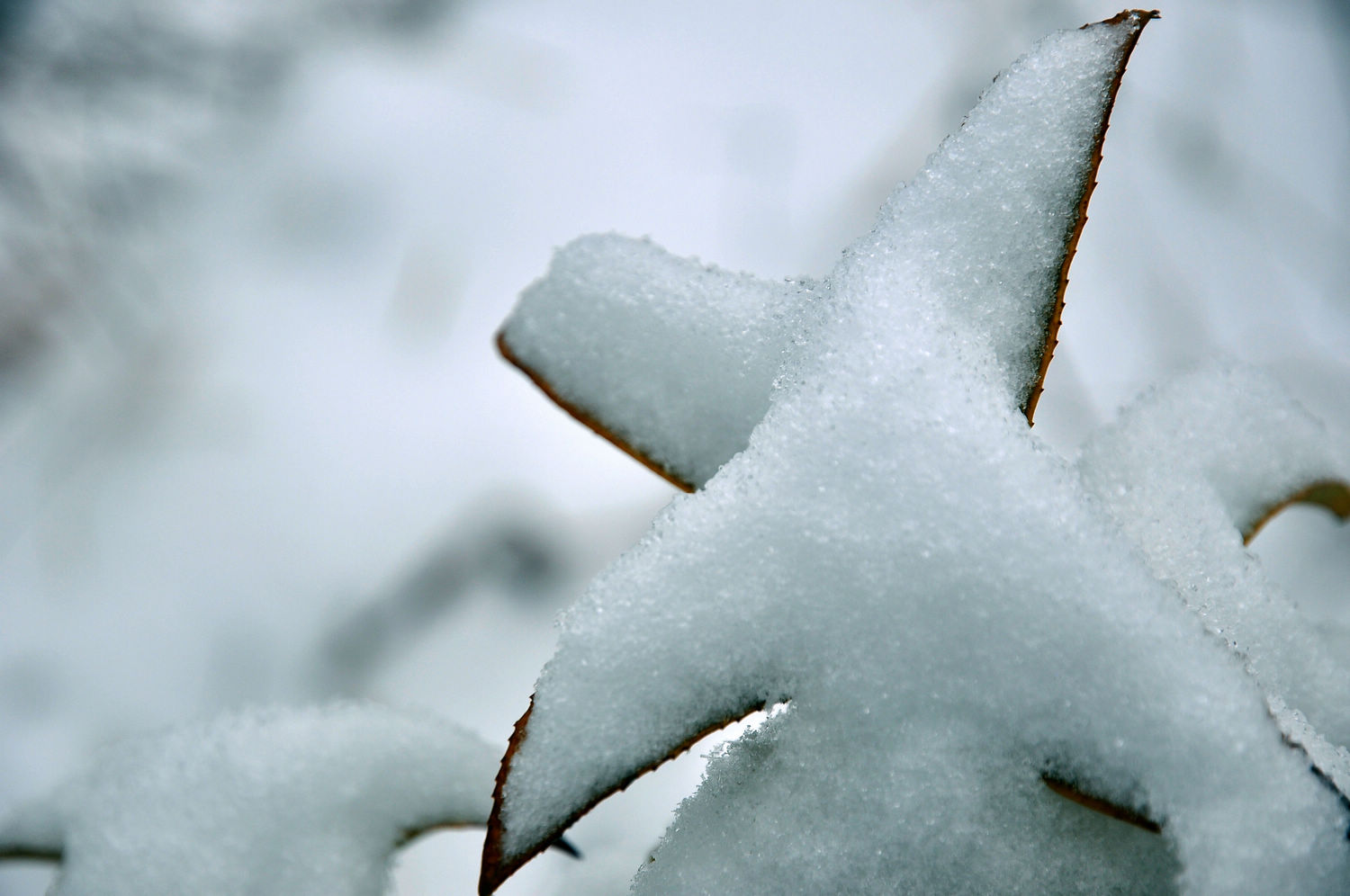 DSC_2251.jpg