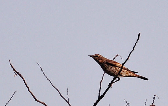 DSC_2307.jpg