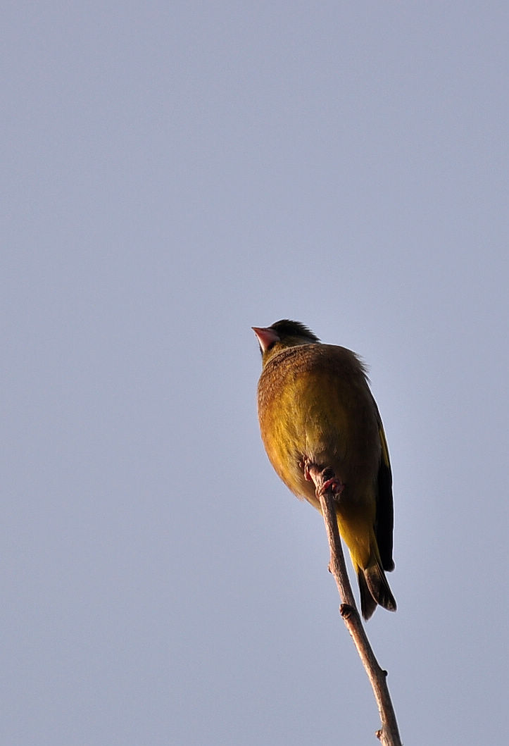 DSC_2325.jpg