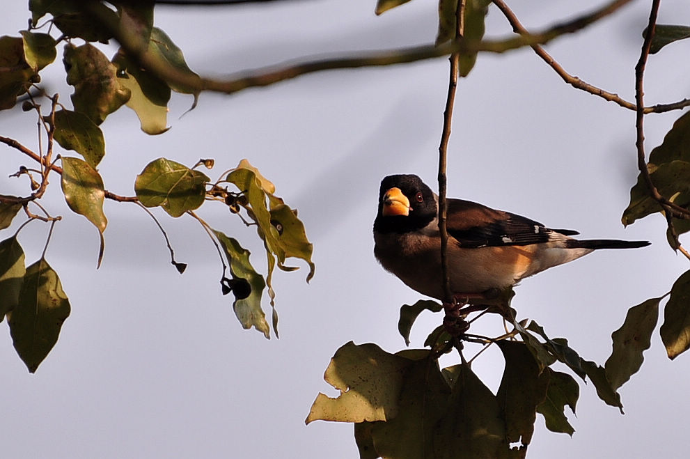 DSC_2328.jpg
