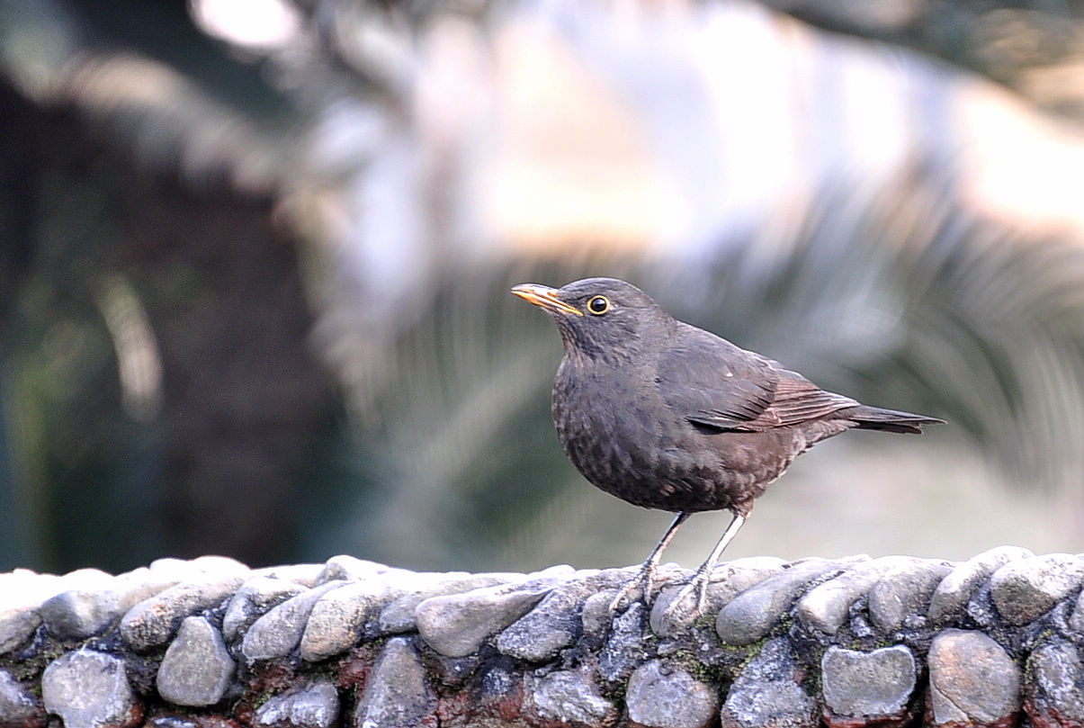 DSC_2334.jpg