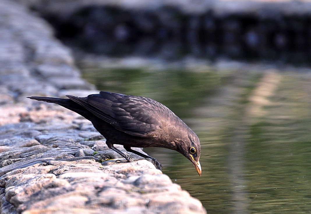DSC_2338.jpg