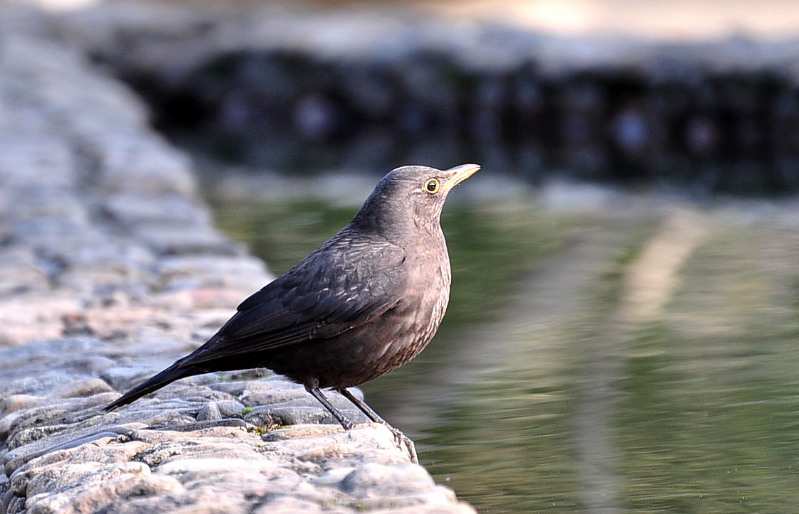 DSC_2339.jpg