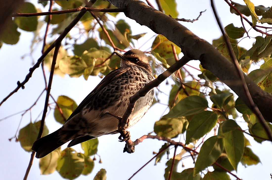 DSC_2342.jpg