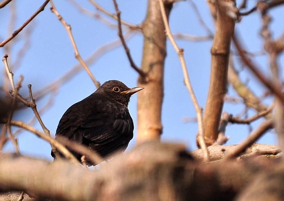 DSC_2346.jpg