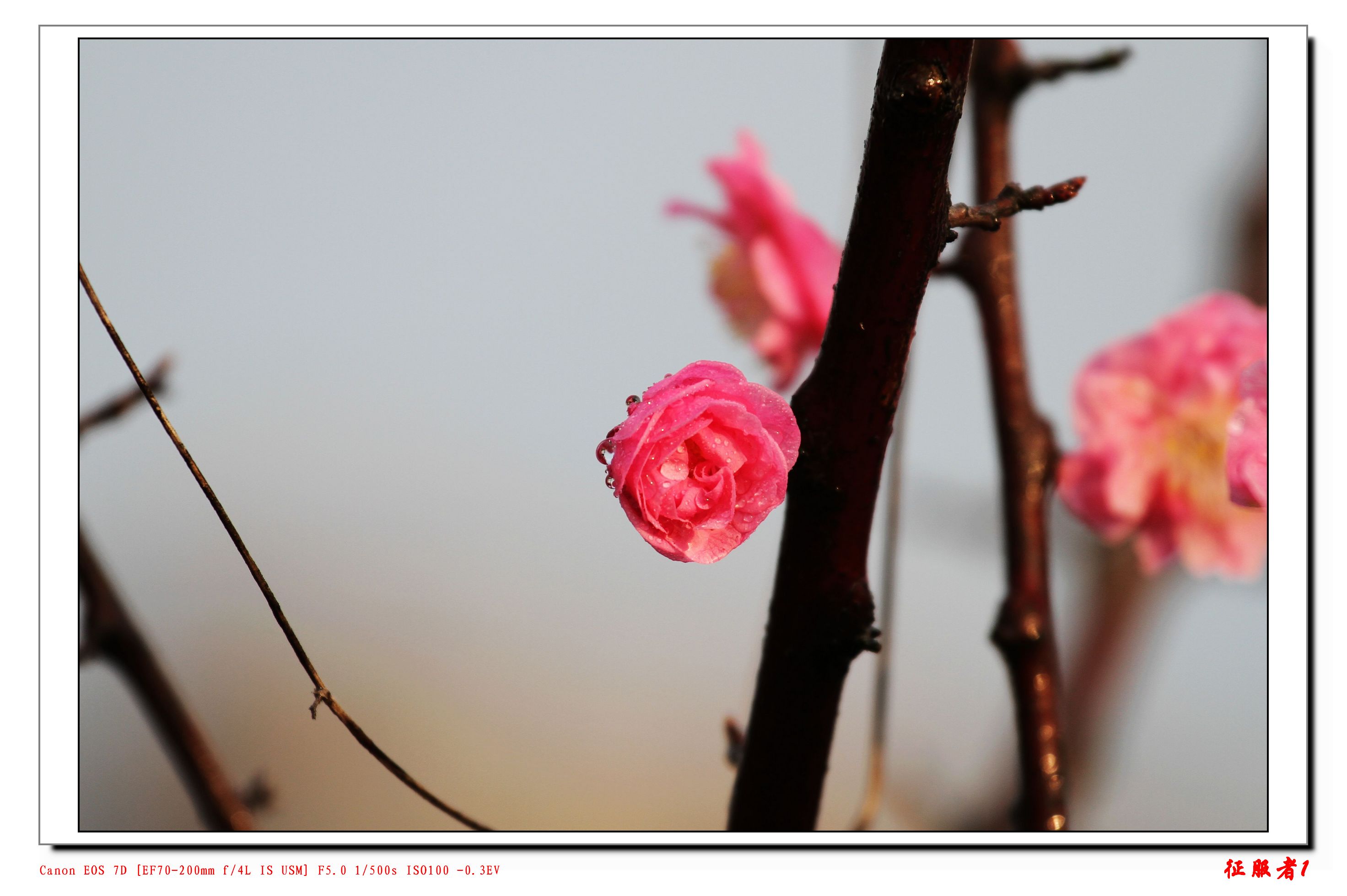 IMG_8775.jpg