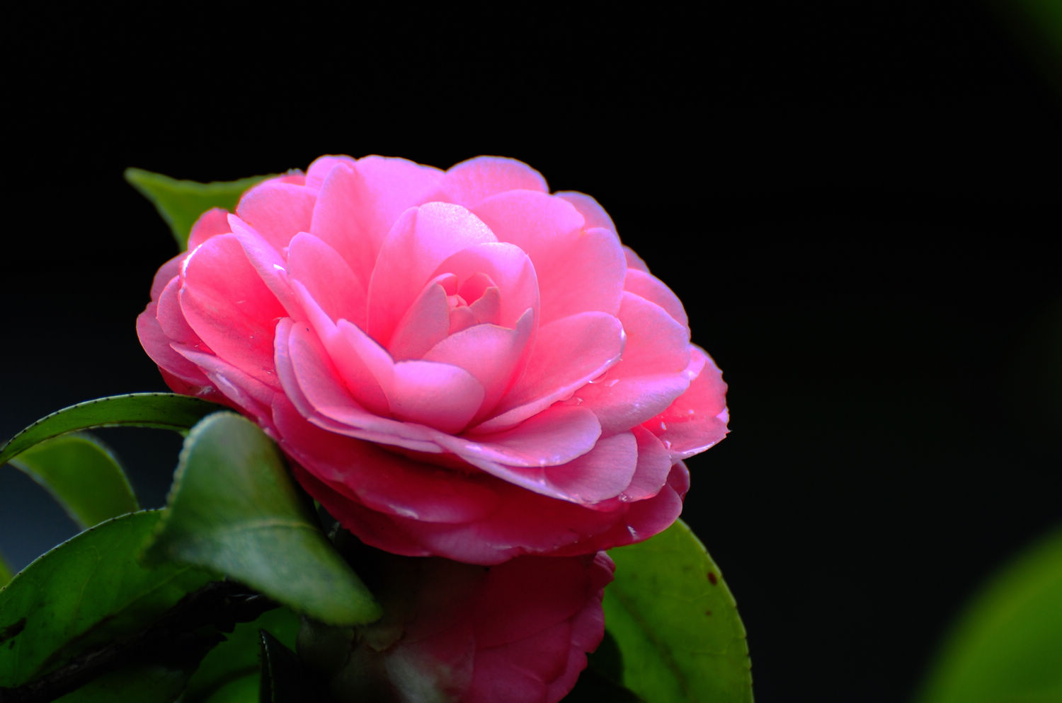 DSC_1975.jpg