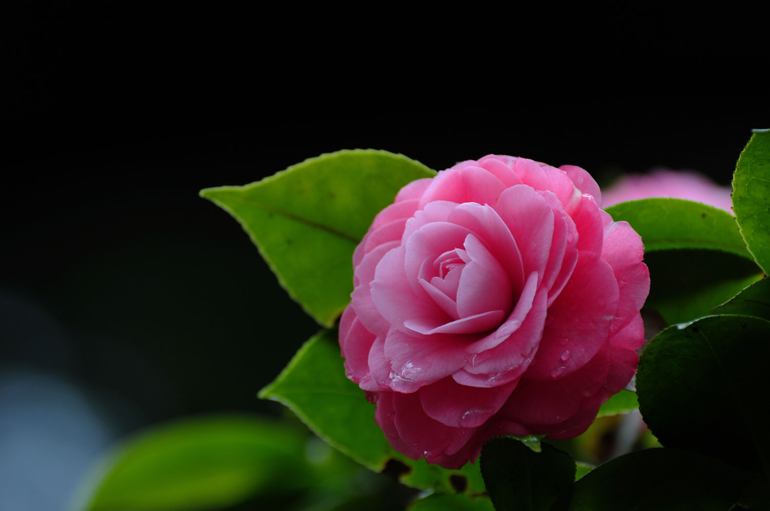 DSC_1977.jpg