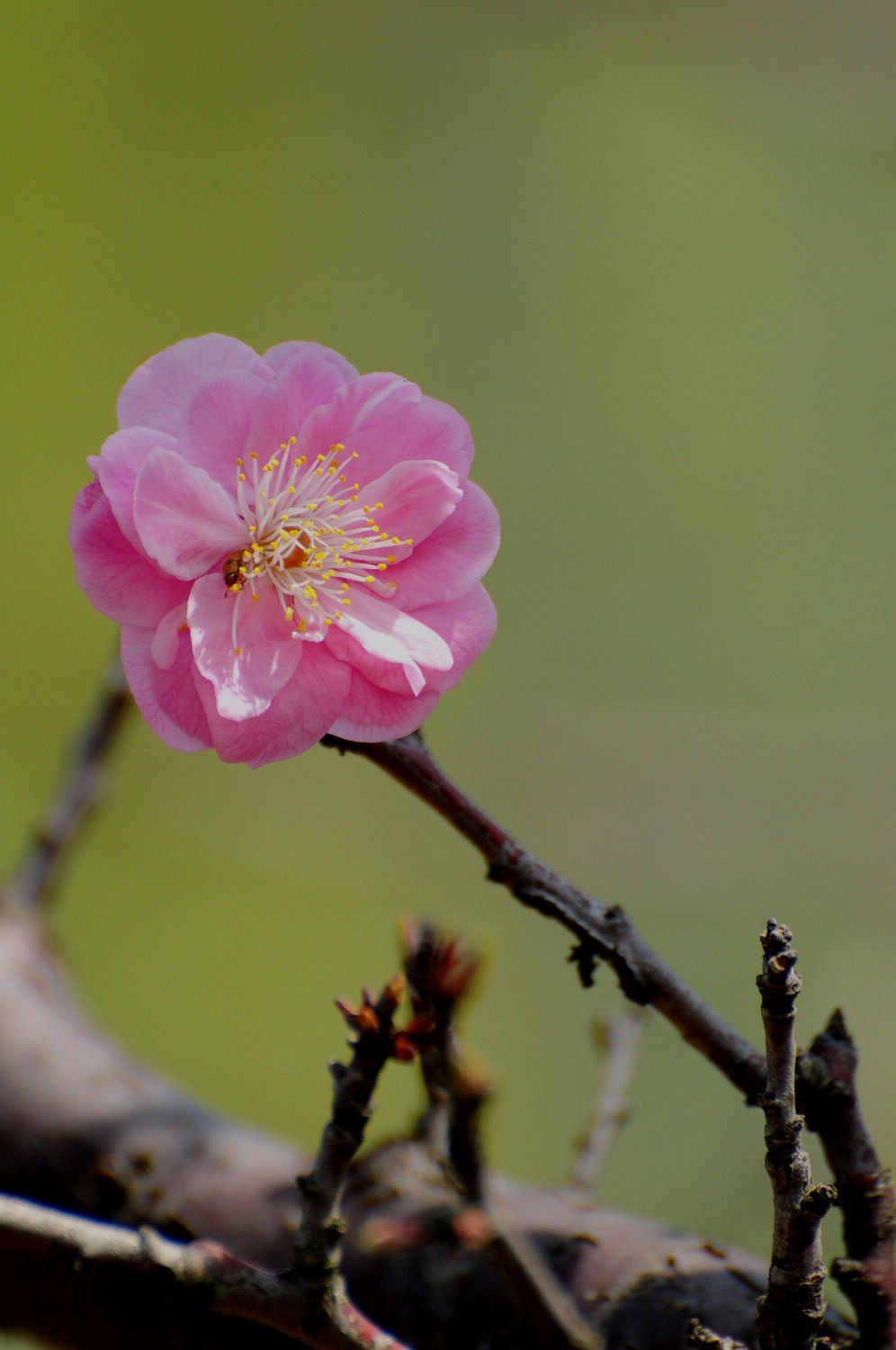 DSC_2324.JPG
