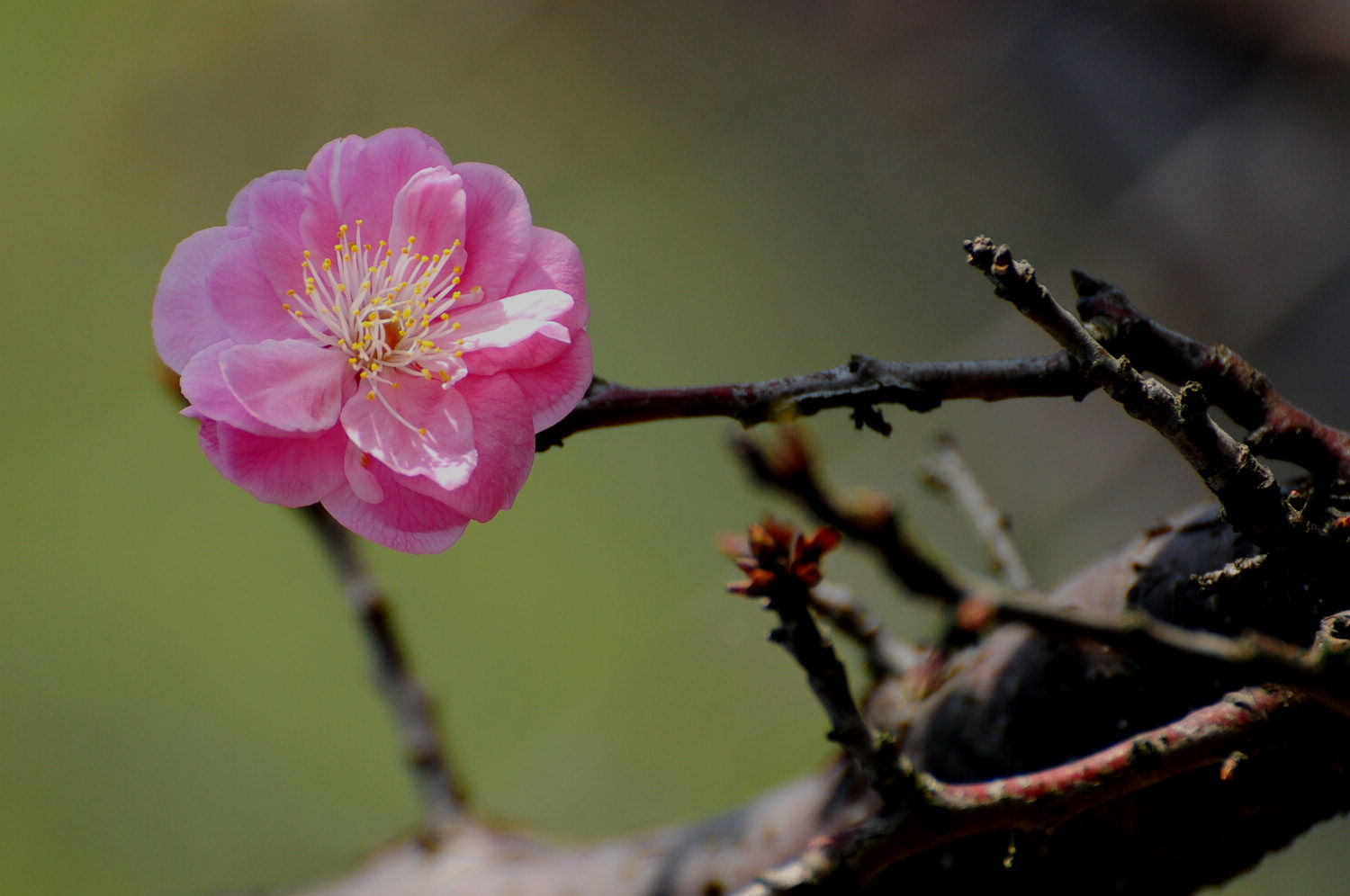 DSC_2325.JPG