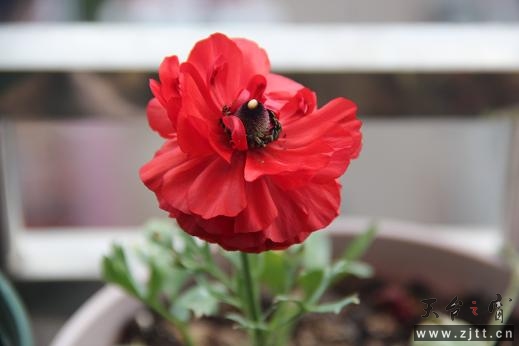 花毛茛