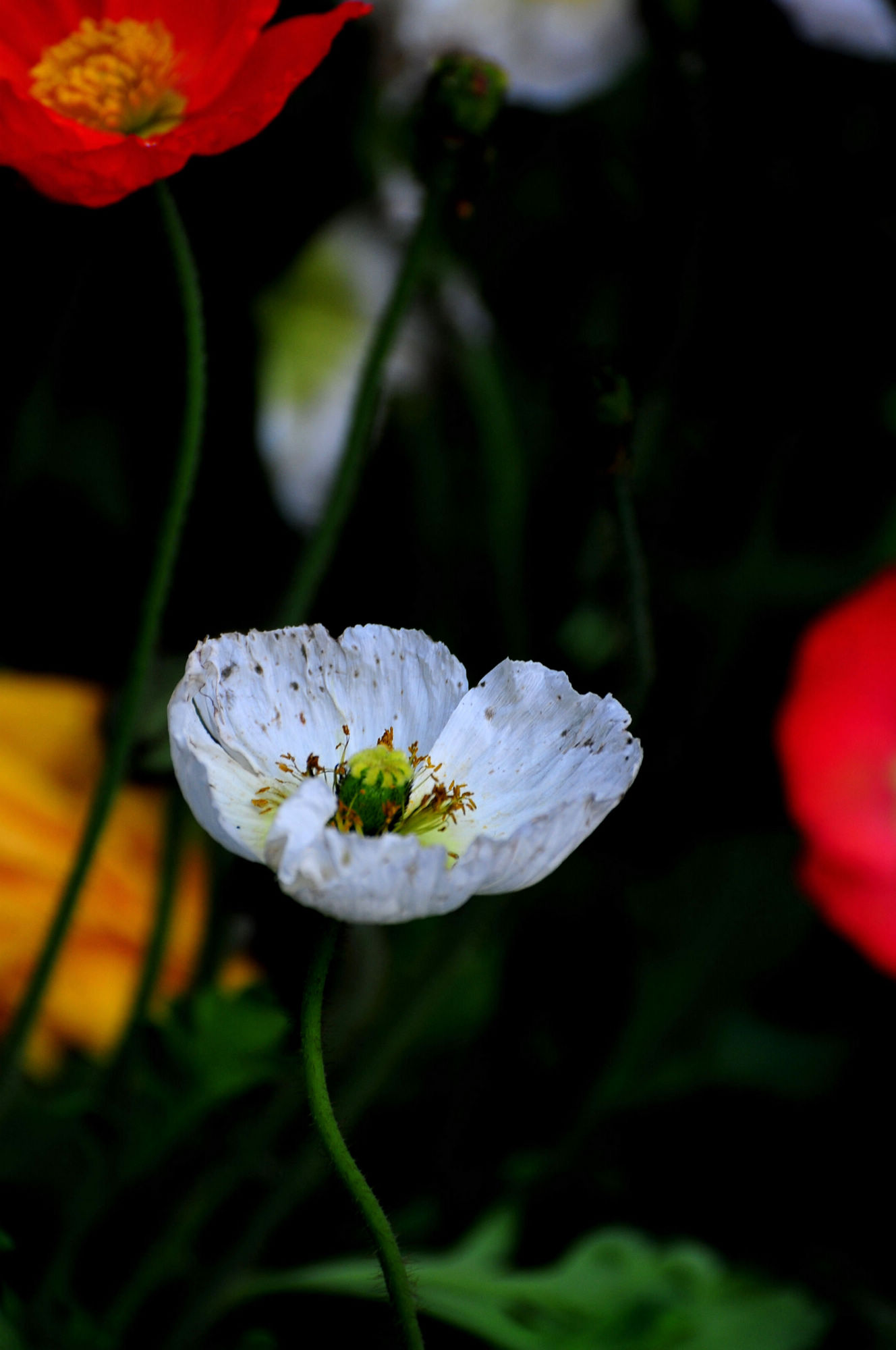 DSC_2797.jpg