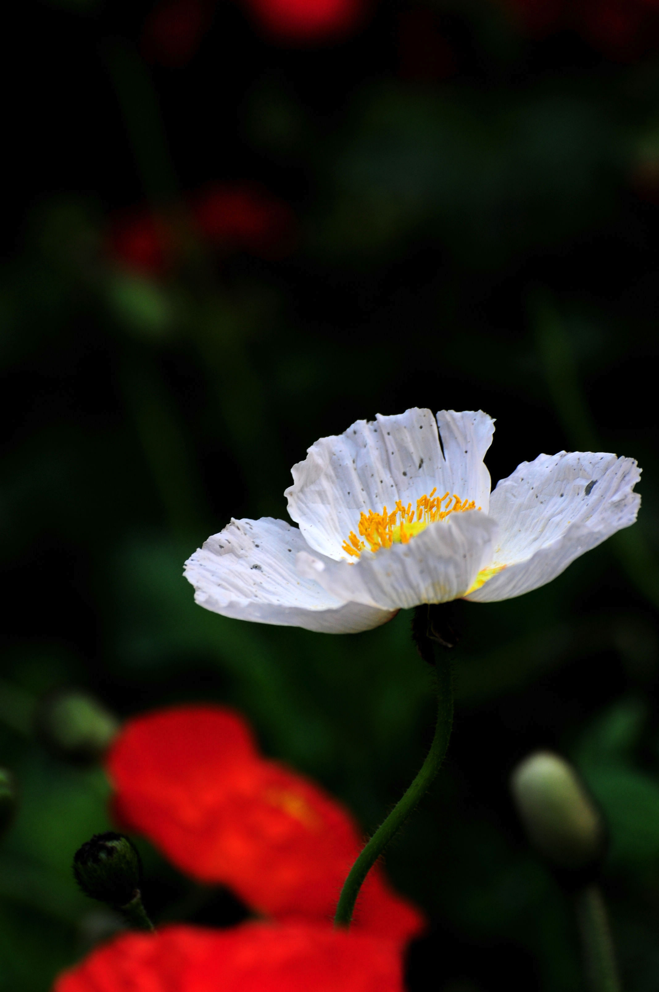 DSC_2804.jpg